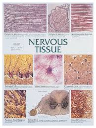 The nervous system regulates and controls bodily functions and activity and consists of two parts: Nervous Tissue Chart Nine Microphotographs 17 5 X 23 5 In 44 45 X 59 69cm Education Fisher Scientific
