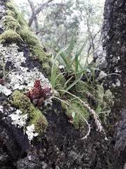 Image result for Crepidorhopalon rupestris