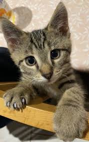 Pin By Silo On Chaton Trop Mignon Cute Cats Kittens Cutest Cute Cat Names