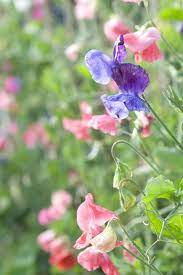 Wisteria's perfume and purple flowers are almost impossible to resist; 20 Best Flowering Vines And Vine Plants Best Wall Climbing Vines To Plant