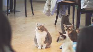 Worldkittens has the largest international listing of catteries and cat litters nowadays. Munchkin Cats Is Breeding Deformity Animal Abuse Cattime