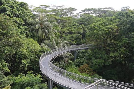Southern Ridges Trail - The Ultimate Singapore Hiking Guide - Pelago