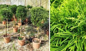 With a texture unmatched by few other shrubs, globosa nana is a highly attractive evergreen shrub that needs no pruning to achieve its naturally rounded shape. Cryptomeria Japonica Globosa Nana Japanese Cedar Half Standard Ball Garden Plants Online