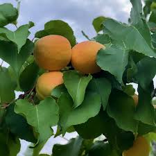Image result for Apricot 1983 Hussmann