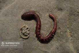 Image result for Aneilema arenicola