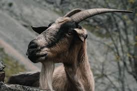 They found a large number of. Picos De Europa National Park Spain Info In English