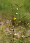 Image result for Chamaecrista mimosoides