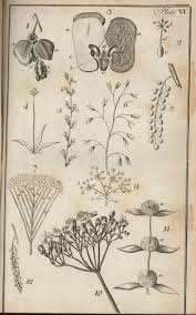 Http Www Library Usyd Edu Au Libraries Rare Medicine Witheringbotanical1796plate6 Jpg Botanical Drawings Scientific Illustration Botanical Art
