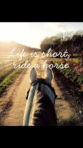 Pin By Shahzad On Horses Horse Photos Horse Quotes Horses