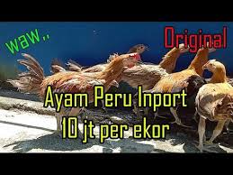 Ayam sabung pisau ini mempunyai beberapa jenis keturunan yang tentunya mempunyai karateristik gaya bertarung yang bebeda dari setiap jenisnya. Ayam Peru Calpara Karmelo Giro Import