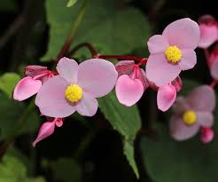 Maybe you would like to learn more about one of these? Begonia Begonia A To Z Flowers