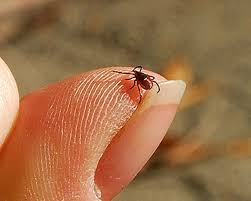 Image result for Tick Paralysis