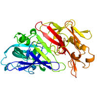 Hedin, on the presence of a proteolytic enzyme in the normal serum of the ox, in the journal of physiology, volume 30, number 2. Protease Health Benefits And Uses Of Protease