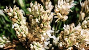 Bunga kenanga dan bunga melati kenanga (cananga odorata) adalah nama bagi sejenis bunga dan pohon yang. Sedap Malam Aromanya Harumkan Udara Malam Greeners Co