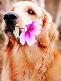 Flower female dog names make us connect it with beauty, delicate, and pure. Flower Names For Dogs 160 Best Female Male Petshoper