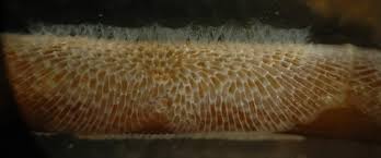 Image result for Isoglossa membranacea