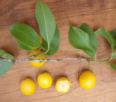 Image result for Ximenia americana