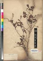 Image result for Terminalia boivinii