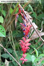 Heliconia Curtispatha H Longa