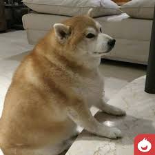Find images of fat dog. Injoy What It Means To Be A Fat Dog Facebook