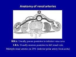 Doppler Ultrasound Of The Kidneys In 2020 Ultrasound Renal Gender Reveal Ultrasound