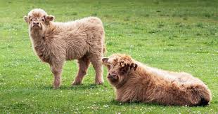 Miniature means they are 42 and under. Mini Scottish Highland Cows Aww