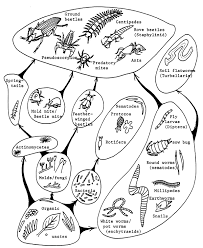 Pin By Lucy On Agriculture Environment Composting Food Compost Worms