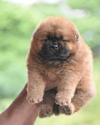 Chow Chow Female Pup Chow Puppies For Sale Chow Chow Puppy Chow Chow