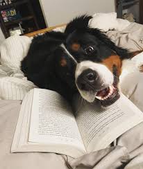 Pin By Berna Arif On Nessie The Bernese Mountain Dog Mountain Dogs Dogs Bernese Mountain Dog