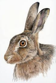 Hare Drawing Google Search Hare Drawing Color Pencil Drawing Pencil Drawings