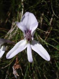 Image result for Disa hircicornis