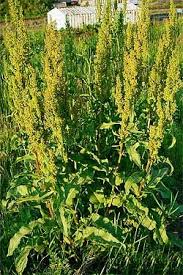 Maybe you would like to learn more about one of these? Vampire S Garden Dock Plants Healing Plants Medicinal Plants