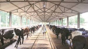 Imagen Relacionada Dairy Farms Cow Shed Design Agricultural Land For Sale