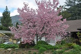 Image result for Prunus