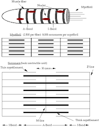 structure and composition of muscle meat science