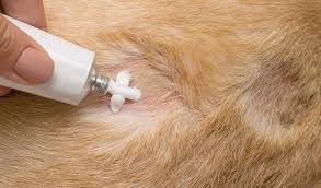 Hydrocortisone Cream For Dogs What Is It And How To Use It Safely