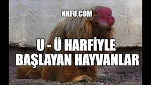 U ve ü harfi isim şehir oynarken en zorlandığımız harfler. U U Harfi Ile Baslayan Hayvanlar Youtube