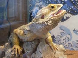 Bearded Dragon Care Sheet Updated Beardeddragon Org Bearded Dragon Baby Bearded Dragon Bearded Dragon Care Sheet