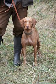 Image result for maďarský ohař drátosrstý