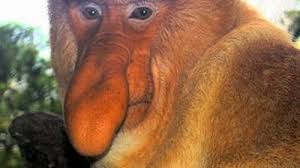 Les 10 hommes les plus grands de toute l'histoire ! Voici L Animal Le Plus Laid Du Monde Le Soir Plus