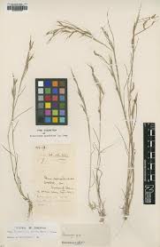 Image result for Arthraxon lancifolius