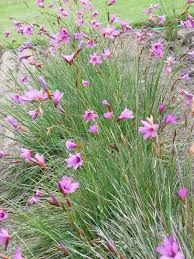Image result for Dierama cupuliflorum