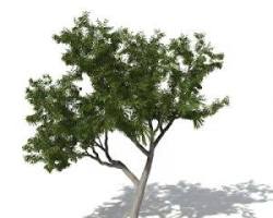 Image of Eucalyptus tree Egypt