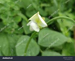 Image result for Crotalaria verrucosa
