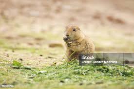 Image result for Cynomys ludovicianus obrázek