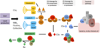 1) all living things are made of one or more cells. Frontiers Keeping It All Going Complement Meets Metabolism Immunology