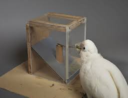 Goffin's cockatoo is a very charming, playful, and perfect companion parrot. Cockatoos Can Create And Manipulate Tools Study Suggests