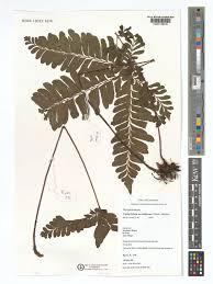Image result for Triplophyllum subquinquefidum