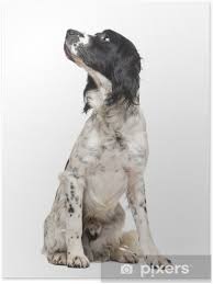 Image result for anglický špringršpaněl