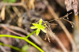 Image result for Hermannia grandistipula